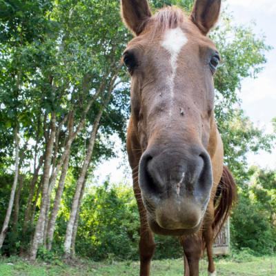 Duna the horse Image